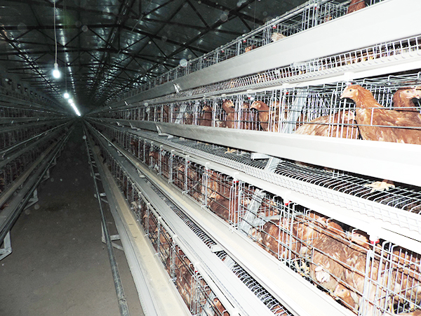 階梯式蛋雞設(shè)備
