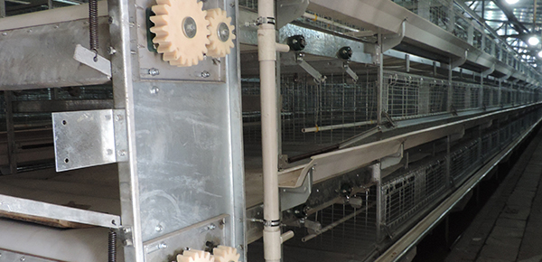 夏季規(guī)?;B(yǎng)雞舍通風(fēng)的模式探討 夏季規(guī)模化養(yǎng)雞舍通風(fēng)的模式探討