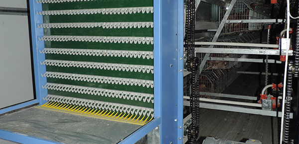 養(yǎng)雞場(chǎng)通風(fēng)不良對(duì)雞群呼吸道的影響 養(yǎng)雞場(chǎng)通風(fēng)不良對(duì)雞群呼吸道的影響